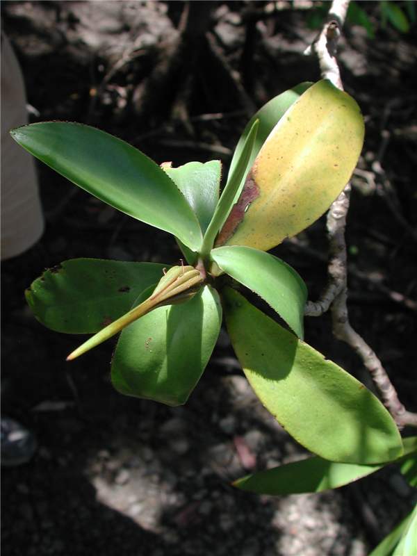 Pelliciera rhizophorae fruits